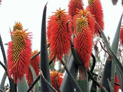 Aloe rupestris is a robust fast growing mostly single stemmed tree aloe with very showy flowers. The