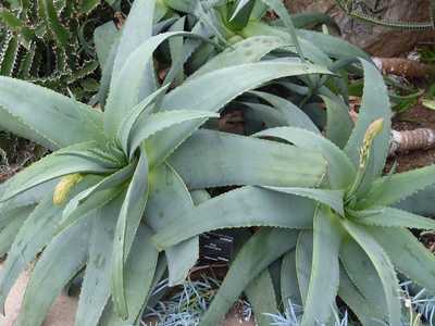 Aloe spicata is an impressive looking, fast-growing, plant with big graceful curving leaves. It's a 