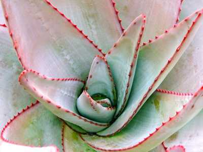 Aloe capitata var. quartziticola is a decorative stemless aloe from Madagascar that is stunning when