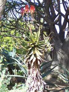 Native to the Northern Cape of South Africa, Aloe khamiesensis will slowly reach a height of 3 m (10