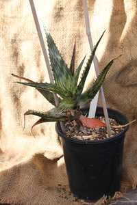 Aloe harlana is a handsome, stemless plant with flat, wide dark green leaves and long, linear flecki