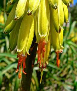 Aloe striatula is a shrubby, branching and rambling species to 6 feet tall by at least this wide tha