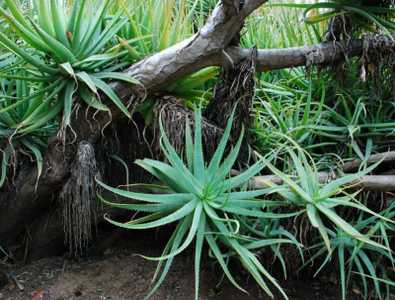 A beautiful, medium size, shrubby aloe with bi-color blooms and a trailing stem up to 1 meter long w