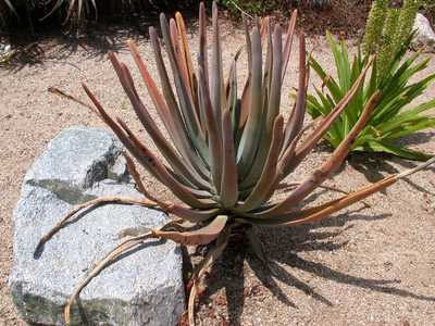 Aloe suzannae is a slow growing tree aloe to 8 to 12 feet that stays solitary or has few branches ne