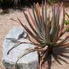 Aloe suzannae is a slow growing tree aloe to 8 to 12 feet that stays solitary or has few branches ne