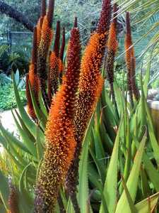 Aloe castanea, also known as Cat's Tail Aloe, is a branching tree Aloe from South Africa which may g