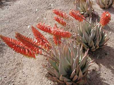 Widely distributed in desert regions of southern Africa, this mid-sized, stemless, clustering Aloe i