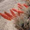 Aloe claviflora