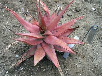 Aloe classenii is a very attractive, colorful suckering, crawling aloe from Kenya that makes a profu