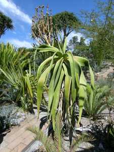 Aloe sabaea is a solitary tree aloe from Yemen, where it grows up to about 12 feet tall. This gracef