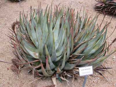 This plant is one of the most beautiful and showy of the South African species of Aloe. Aloe wickens
