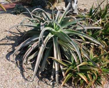 Perhaps the most handsome Aloe, this solitary, non-branching Madagascan tree aloe is set apart prima