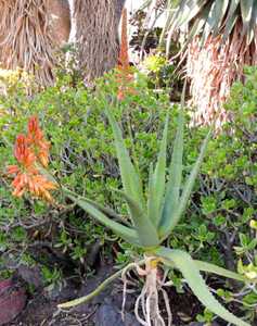 Aloe rivierei is from Yemen and Saudi Arabia, where it grows primarily on rocky cliffs and slopes at