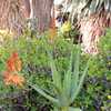 Aloe rivierei is from Yemen and Saudi Arabia, where it grows primarily on rocky cliffs and slopes at