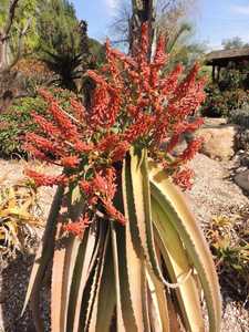 Perhaps the most handsome Aloe, this solitary, non-branching Madagascan tree aloe is set apart prima
