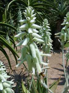Native to Yemen, the unusual Aloe tomentosa is the most densely woolly of the several hairy aloe spe