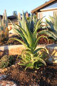 Aloe pluridens, also known as the French Aloe, is a very attractive, slender tree aloe which bears g