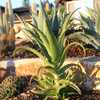 Aloe pluridens, also known as the French Aloe, is a very attractive, slender tree aloe which bears g