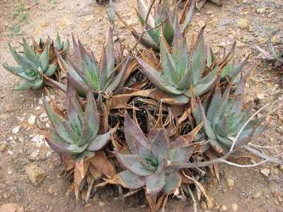 Aloe comptonii is one of the larger creeping aloe species from S. Africa. This species is a moderate