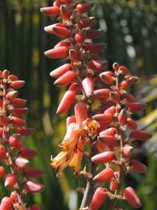 Aloe sabaea is a solitary tree aloe from Yemen, where it grows up to about 12 feet tall. This gracef