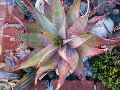 Aloe microstigma is a very attractive and relatively common South African species with lots of speck