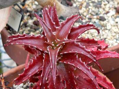 Aloe dorotheae is a gorgeous, suckering, stemless aloe for landscaping in a warm climate and probabl