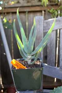 Aloe speciosa is a generally single-stemmed, tall succulent growing up to 10 feet (3 m) that carries