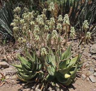 Native to Yemen, the unusual Aloe tomentosa is the most densely woolly of the several hairy aloe spe