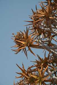 The beautiful & distinctive Aloidendron dichotomum (Aloe dichotoma) is one of the largest Aloes and 