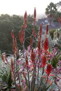 Aloe dawei (Dawe’s Aloe) from Uganda has clumping, upright clusters of elongated succulent stems tha