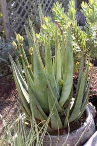 This plant is one of the most beautiful and showy of the South African species of Aloe. Aloe wickens