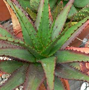 Aloe broomii (Snake Aloe) is a common and attractive aloe. It is a robust, short-stemmed, evergreen 