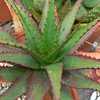 Aloe broomii