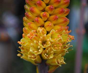 Aloe betsileensis - A lovely Madagascan aloe which is mid-sized and nearly stemless with an open ros