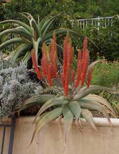 Aloe pseudorubroviolacea is a Saudi Arabian, larger, solitary aloe with decumbent trunk, two foot wi