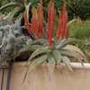 Aloe pseudorubroviolacea is a Saudi Arabian, larger, solitary aloe with decumbent trunk, two foot wi