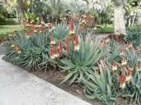 Aloe used as a garden border