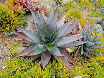 Aloe capitata var. quartziticola is a decorative stemless aloe from Madagascar that is stunning when