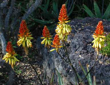 This plant is one of the most beautiful and showy of the South African species of Aloe. Aloe wickens