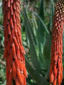 Aloe reitzii is a rather rare species of stemless Aloe which is summer blooming and endemic to South