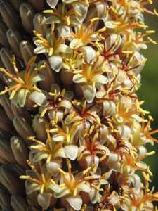 Aloe suzannae is a slow growing tree aloe to 8 to 12 feet that stays solitary or has few branches ne