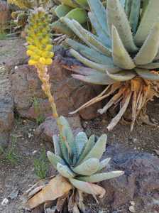 Aloe conifera is a wonderfully attractive deep turquoise small stemless non-suckering species with t