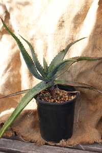 Aloe mudenensis native to the sandy soils in northern South Africa and Swaziland, is one of the most