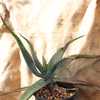 Aloe mudenensis native to the sandy soils in northern South Africa and Swaziland, is one of the most