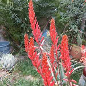 Aloe elgonica is beautiful Aloe from the Trans-Nzoia District of Kenya. It is a clump-forming plant 