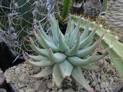 Aloe krapohliana is a smaller turquoise-blue rosette-forming plant that only get about 8 - 12 inches