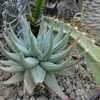 Aloe krapohliana is a smaller turquoise-blue rosette-forming plant that only get about 8 - 12 inches
