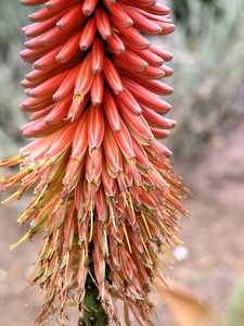 This perennial, stemless and generally solitary succulent native to Zimbabwe is a large and showy ou