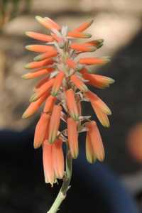 Aloe deltoideodonta is a small, slow growing, clustering Aloe from southern central Madagascar with 