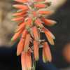 Aloe deltoideodonta is a small, slow growing, clustering Aloe from southern central Madagascar with 